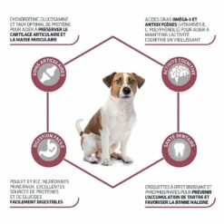 Advance Mini Senior Chien 3 Kg -Magasin De Fournitures Pour Animaux De Compagnie advance mini senior chien 3 kg la compagnie des animaux 2 1