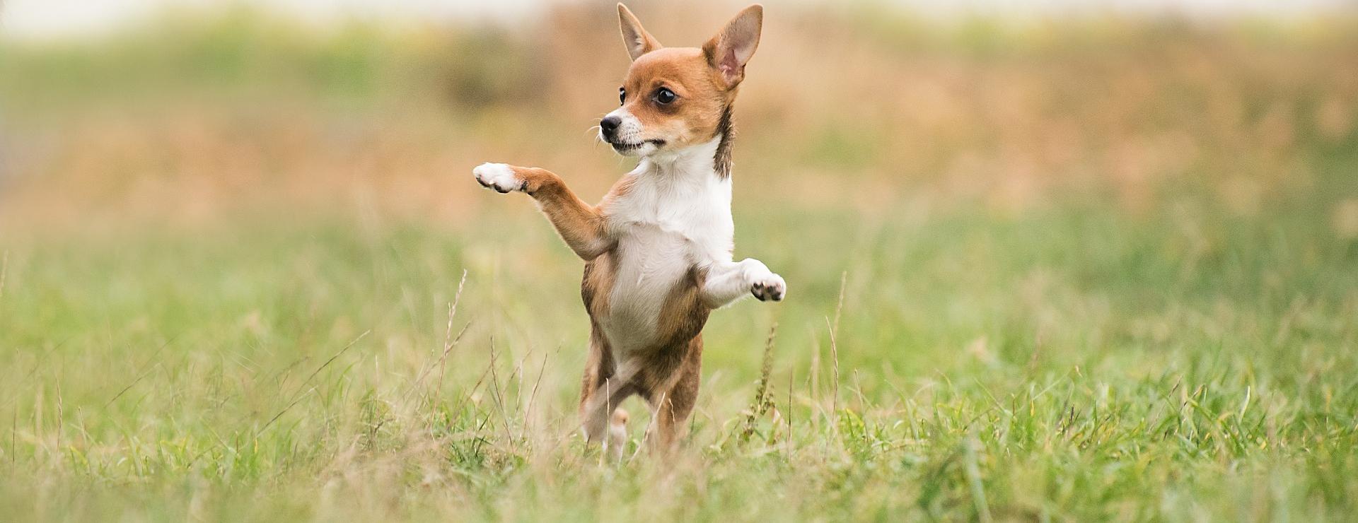 Magasin De Fournitures Pour Animaux De Compagnie -Magasin De Fournitures Pour Animaux De Compagnie dog 3759590 1920