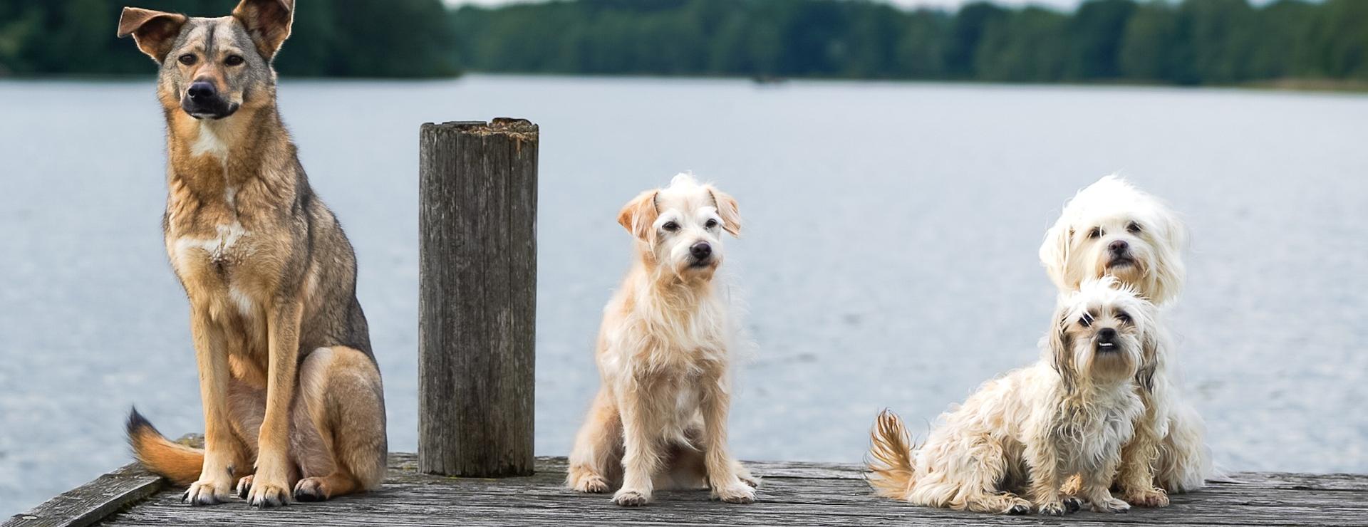 Magasin De Fournitures Pour Animaux De Compagnie -Magasin De Fournitures Pour Animaux De Compagnie dogs 7275314 1920