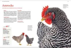 Livre - Guide Des Races De Poules -Magasin De Fournitures Pour Animaux De Compagnie guide des races de poules3