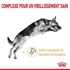 Royal Canin Berger Allemand Adult 5+ 12 Kg -Magasin De Fournitures Pour Animaux De Compagnie royal canin berger allemand adult 5 1