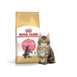 Royal Canin Maine Coon Kitten 10 Kg -Magasin De Fournitures Pour Animaux De Compagnie royal canin mc kit