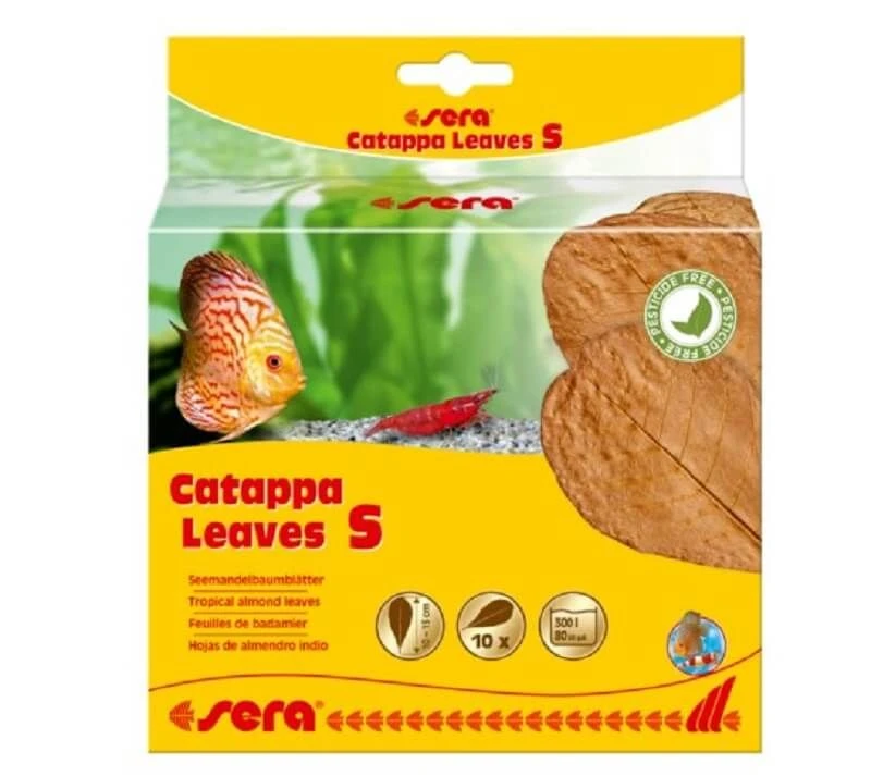 Sera Catappa Leaves Feuilles De Badamier S 3 Sera Catappa Leaves Feuilles De Badamier S