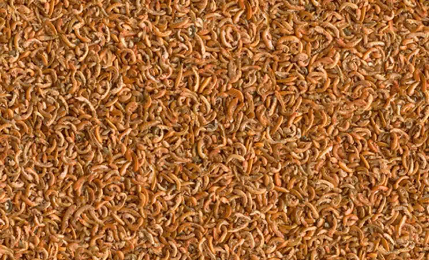 Tetra Gammarus 1 L 4 Tetra Gammarus 1 L – Image 2