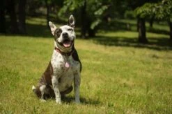 Tickless Pet Rose à Pile -Magasin De Fournitures Pour Animaux De Compagnie tickless pet rose pile3