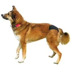 Trixie Slip De Protection Pour Chien S -Magasin De Fournitures Pour Animaux De Compagnie trixie culotte de protection pour chien 1